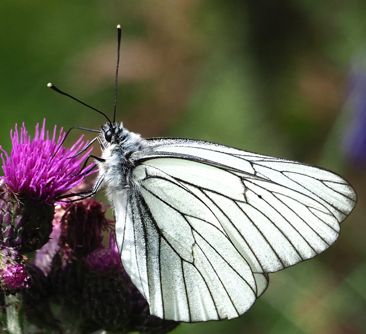 Baumweißling, Aporia crataegi